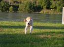 Rasha ein ganz besonderer Hund Rasha ein ganz besonderer Hund