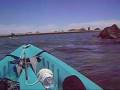 videos de Things to SEA LION and DOLPHIN Rocky Point JUST ADD SALTWATER