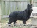 Black German Shepherd breeder - Black German Shepherds in Pennsylvania - Black German Shepards