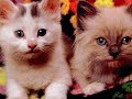 cute pets
