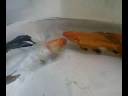 peixes ornamentais
