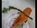 peixes ornamentais