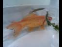 peixes ornamentais