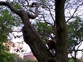 Raccoon family  in Central Park NYC
