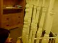 videos de My mad cat Lucifer
