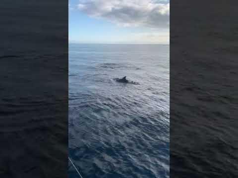 Delfini all'isola d'Elba, 31 ottobre 2020 2