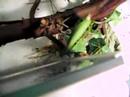 Mantis religiosa