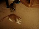 Barclay the Acrobat! Barclay the Acrobat!