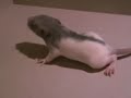 rat baby diary part 1