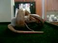 Peaches HIT the RAT - EWW!! :-/