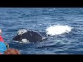 Two Whales close