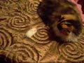 cat v hamster