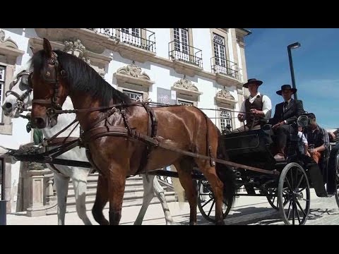 Cavalo foi o centro das atenções na Feira de Santa Cruz - Vídeo Cavalo foi o centro das atenções na Feira de Santa Cruz - Vídeo