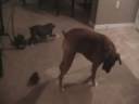 Jager and Darlin vs the Laser Pointer Jager and Darlin vs the Laser Pointer