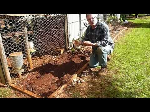 how to harvest edible ginger