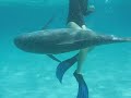 Frisky Dolphin