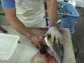How to Filet a Mahi How to Filet a Mahi