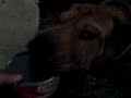 My Dog loves Century Tuna