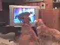dogs-watching-tv.html
