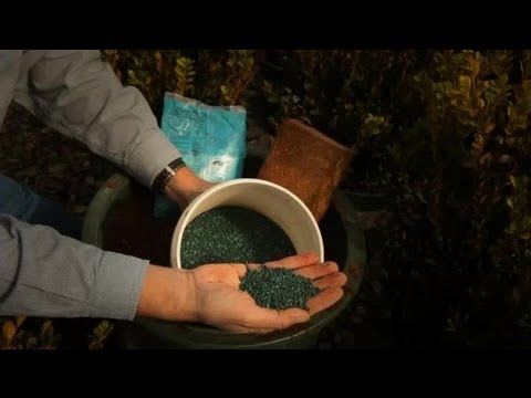 how to fertilize english boxwood