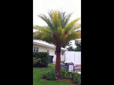 how to transplant sylvester palms