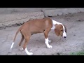 Gonici-Rapca(Dragas)-posavac Koki