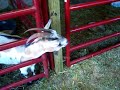 Crazy Goat Sounds!