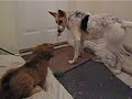 Sulley plays with a puppy Sulley plays with a puppy