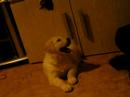 baby golden retriever called Angie plays with her best toy