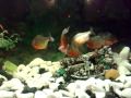 Piranhas I