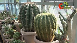 ক্যাকটাস( Cactus): অত্যন্ত লাভজনক- ঘরে বসে আয় করুন(পর্ব-০১)