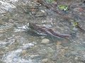 salmon spawning in Washington