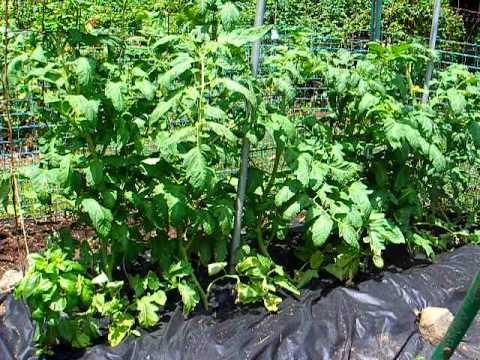 how to harvest escarole