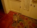 gatsby cat high-five