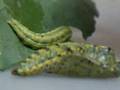 Cabbage White Pupa And Green Caterpillar