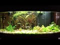 Acquario di Giuseppe Giunta 100 litri