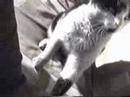 Mendoza cat