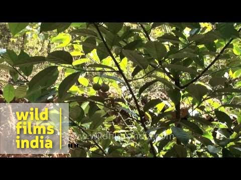 how to harvest nutmeg