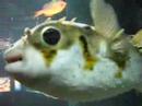 Porcupinefish Porcupinefish