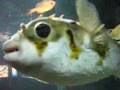 Porcupinefish