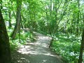 Forest_by_Mälaren Forest_by_Mälaren