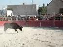 vachette jumping vachette jumping