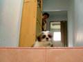 joe -  shih tzu dog2