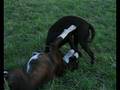 videos de The Puppy and Nutty