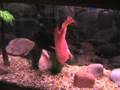 videos de Giant Blood Parrot