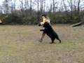 Bouvier-des-Flandres