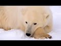 polar bears and global warming