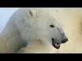 polar bears and global warming