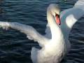 videos de Un beau cigne