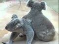 Two koalas babies playing fight